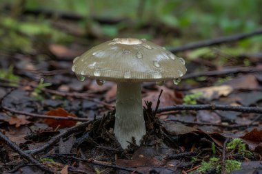 Soluk, şeffaf kapaklı tek bir mantar, ormandaki son yağmurdan sonra sayısız su damlacıklarıyla parıldıyor.