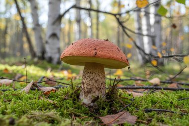 Canlı turuncu şapkalı, yapayalnız bir Leccinum mantarı, yemyeşil yosunlardan oluşan bir halının ve yaprakların arasında duruyor.