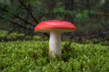 Yalnız bir kırmızı başlıklı mantar, karanlık orman yaprakları ve yumuşak yosunların arka planına karşı duruyor. Nemle parıldıyor.