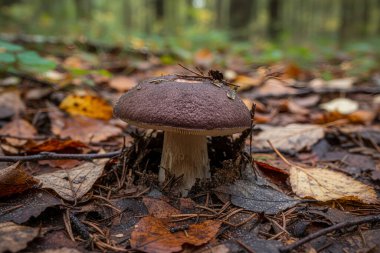 Sonbahar boyunca orman zemininden düşen yapraklar ve çam iğneleri arasından koyu kahverengi bir başlıkla yalnız bir mantar çıkar.