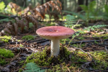 Canlı kırmızı şapkalı yalnız bir mantar, yemyeşil yosunların ve eğreltiotlarının arasında güneşli bir ormanda duruyor.
