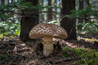 Ayırt edici bir başlığı olan yalnız bir mantar ağaçlarla çevrili orman zemininde çam iğneleri ve yosunlarının arasında dimdik ayakta duruyor.