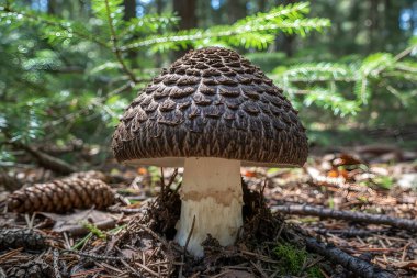 Doğal ormanlık alandaki çam iğneleri ve kozalakların arasına yerleştirilmiş belirgin desenli bir kepçeyle vahşi bir mantarın detaylı bir görüntüsü.