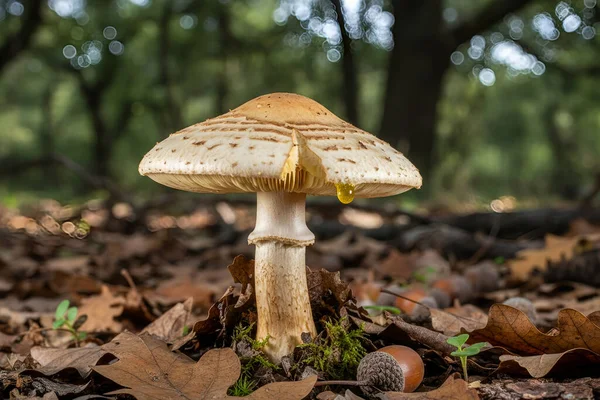 Ormanda düşen yapraklar ve meşe palamutları arasında büyüyen bir şemsiye mantarının detaylı bir görüntüsü.