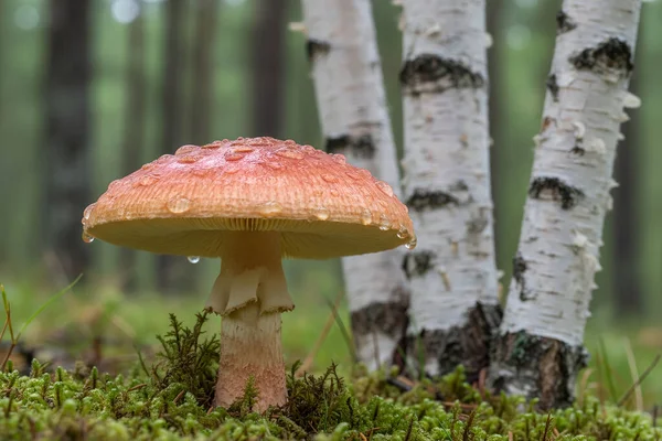 Canlı kırmızı ve turuncu Amanita muscaria mantarının yakın plan görüntüsü, yağmur sonrası su damlacıklarıyla parlayan, bir ormanda yosun ve huş ağaçlarının arasına yerleşmiş.