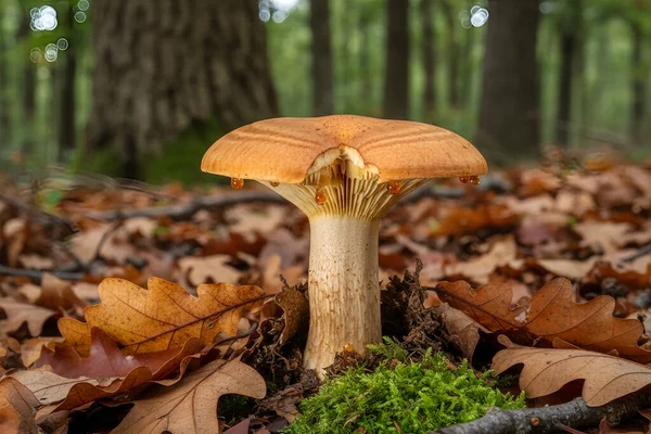 Şapkasında kehribar damlacıkları olan yalnız bir mantar, düşen sonbahar yaprakları ve canlı yeşil yosunların arasında duruyor.