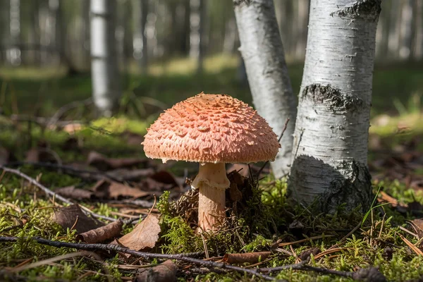 Yeşil yosunların ve düşen yaprakların arasında, orman tepe örtüsünün içinden süzülen benekli güneş ışığıyla yıkanmış, kendine özgü pullu bir kepçeyle tek başına duran bir mantar.