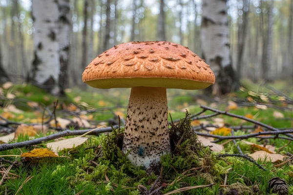 Yeşil yosunların ve huş ağacının yapraklarının arasına yerleşmiş, kendine özgü pullu bir keple vahşi bir mantarın detaylı bir görüntüsü.