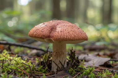 Görünür solungaçları olan tek bir kahverengi mantar, orman zemininde yemyeşil yosunlar ve çam iğneleri arasında duruyor. Ağaçların ve bokeh ışıklarının bulanık arka planıyla.