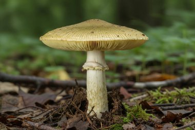 Soluk sarı solungaçlı, narin solungaçlı ve sapında belirgin bir halka olan tek bir mantar orman zemininden dökülen yapraklar ve yosunların arasından çıkar.