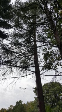 Kabuklu bir gövdesi olan uzun kozalaklı bir ağaca ve gri, bulutlu bir gökyüzüne karşı bir sürü ince, çıplak dallara bakıyorum.