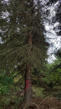 Tek bir çam ağacı bir ormanda duruyor, gövdesi parlak kırmızı bir işaret taşıyor, yoğun yapraklar ve kuru, yıpranmış dallarla çevrili.