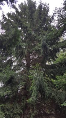 Uzun, olgun bir çam ağacı yemyeşil iğnelerini ve bulutlu gökyüzüne karşı karmaşık dal yapısını sergiler.