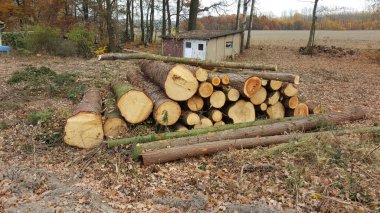 Düşen yaprakların arasında yere yığılmış büyük bir kereste yığını var. Arka planda da küçük bir kulübe var.