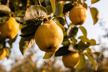 Ağaçta yetişen altın sarısı ayvaların yakın plan görüntüsü, arka planda bulanık yapraklarla sıcak, doğal ışıkla yıkanmış.