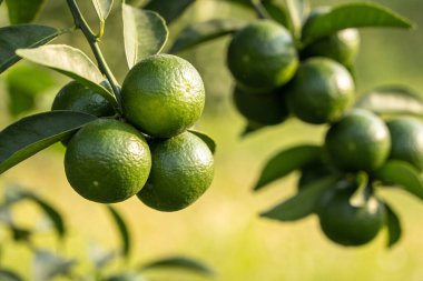 Yapraklı bir daldan sarkan olgunlaşmamış narenciye meyvelerinin yakın çekim görüntüsü, yumuşak güneş ışığıyla yıkanmış.