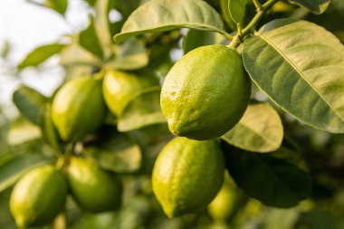Canlı yeşil limon kümesi ağaçtan sarkıyor, desenli derileri sıcacık, doğal ışıkta yeşil yaprakların arasında parlıyor.