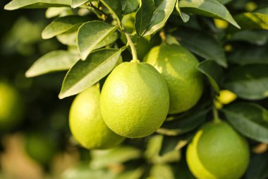 Olgunlaşmamış yeşil limonlar, canlı yeşil yapraklarla çevrili, yumuşak güneş ışığıyla yıkanmış bir ağaç dalında yetişiyor.