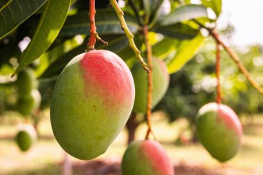 Close-up view of several unripe and ripening mangoes on a tree, showcasing their green and red hues against lush foliage and a soft, sunlit orchard setting