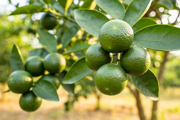 Küçük, yuvarlak, yeşil turunçgillerden oluşan bir küme canlı yeşil yapraklarla dolu bir ağaç dalında büyüyor. Sıcak, dağınık güneş ışığı altında.
