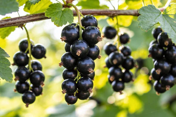 Koyu, parlak kuşüzümü kümeleri, yeşil yapraklar ve bulanık, güneşli bir arka plan ile çevrili, odunsu bir gövde üzerinde olgunlaşmış