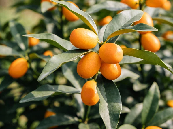 Vibrant orange kumquats cluster on a branch, their glossy skins catching the light amidst dark green leaves, showcasing a healthy citrus harvest
