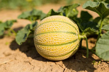 Tek bir desenli kavun, parlak güneş ışığı altında yemyeşil yapraklarla çevrili çatlak bir dünyada dinleniyor.