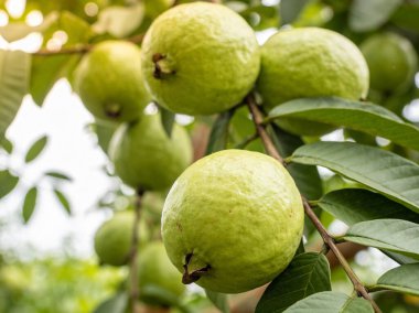 Olgunlaşmamış yeşil guavaların canlı yapraklarla çevrili bir daldan sarkan, yumuşak güneş ışığıyla yıkanmış yakın görüntüsü.