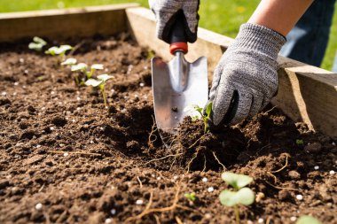 Bir insanın eldivenli ellerine dikkatlice küçük bir mala kullanarak, kökleri görünür kökleri olan küçük yeşil fideleri tahta yükseltilmiş bir yatakta, zengin, koyu bir toprağa dikmek için yakın plan.