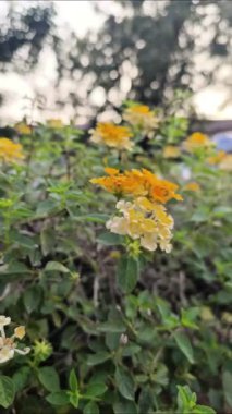 Canlı sarı ve açık sarı çiçekler yemyeşil yaprakların arasında çiçek açıyor..