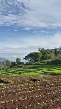 yeşil mısır tarlaları