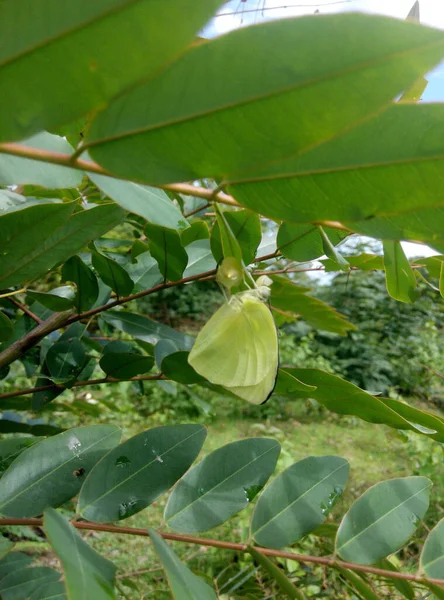 Ormanda yeşil yapraklar