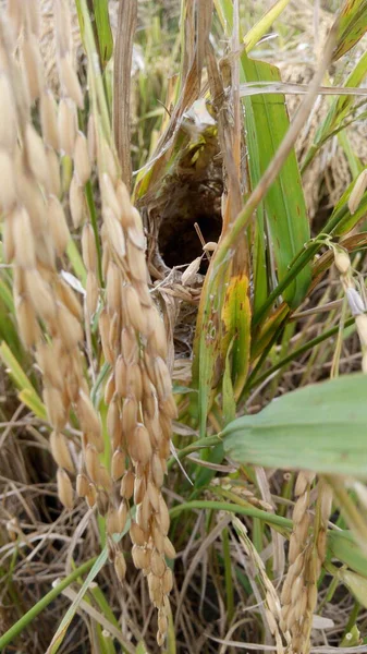 Bir fabrikanın yakınında.