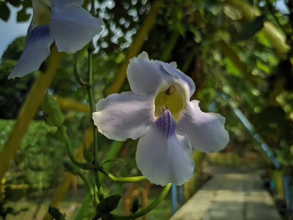 Bahçedeki güzel çiçekler