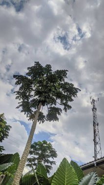 Ormanın güzel manzarası