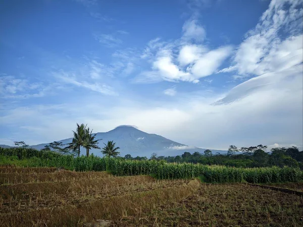 Mavi bulutlu gökyüzünün altındaki pirinç tarlasının güzel bir görüntüsü.
