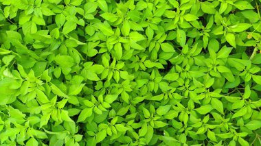 Bahçede yeşil yapraklar var.