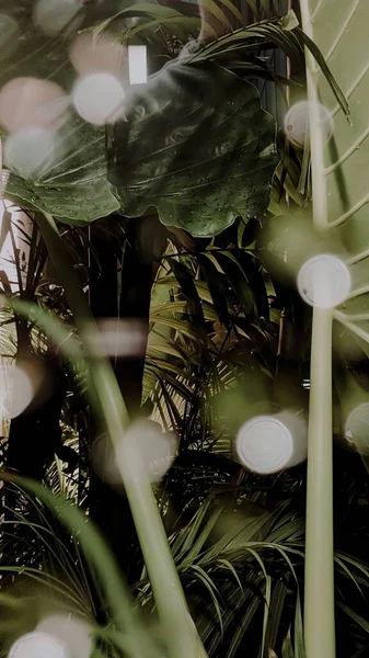 Yeşil yapraklı soyut arkaplan