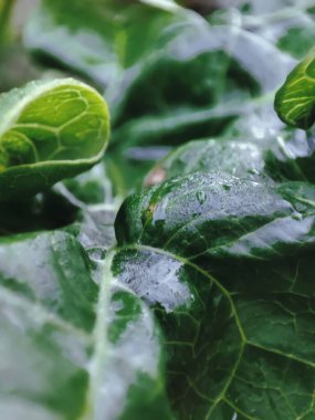 Bahçede yeşil yaprak