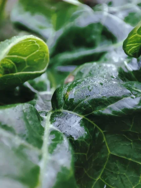 Bahçede yeşil yaprak