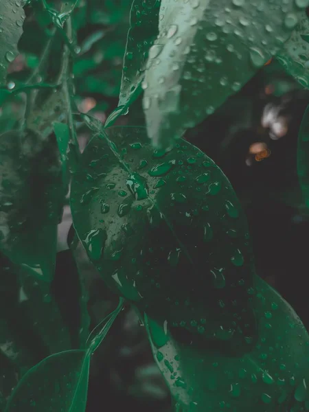 Bahçede yeşil yapraklar