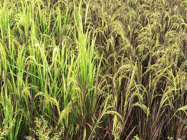 Tayland 'da yeşil pirinç tarlası.