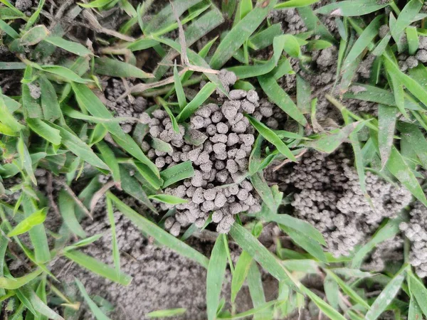 Bahçedeki yeşil çimenler