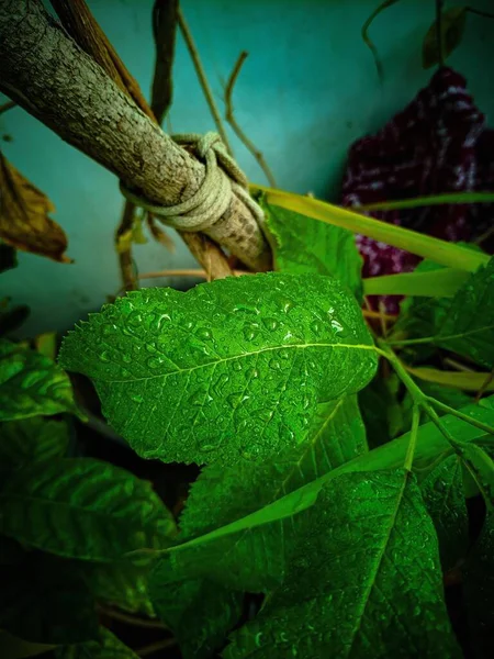 Koyu arkaplanda yeşil yapraklar