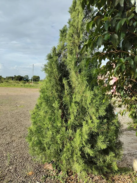 Ormandaki yeşil ağaç