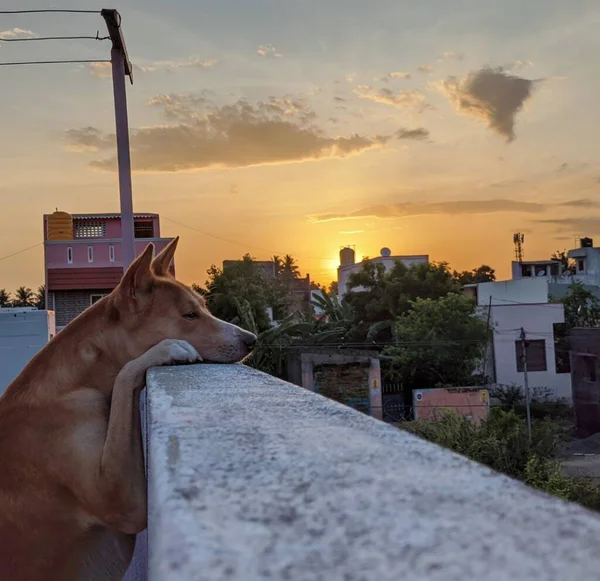 Köpek Barselona 'da