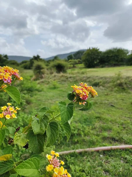 Bahçedeki güzel çiçekler