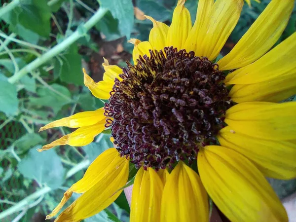 Bahçedeki sarı çiçek