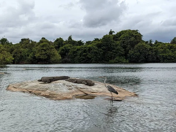 Ormandaki bir nehir manzarası