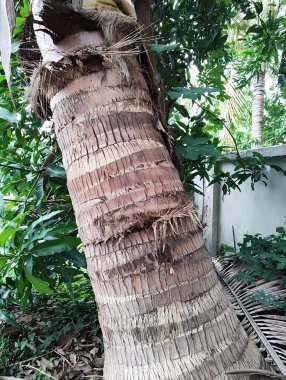 Kumsalda hindistan cevizi palmiyesi